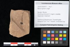 Foto (Objekt + Etikett) von Myrica lignitum Unger (NHMW-GEO-2024-0188-0471)
